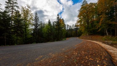 Sonbahar ormanı, renkli tepelerde çok sayıda ağaç, Yenice Ormanı Doğa Parkı, Karabuk, Türkiye.
