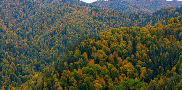 Forêt Automne Nombreux Arbres Dans Les Collines Colorées Parc Naturel — Photo