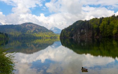 Popüler Alpsee Gölü 'nün güzel panoramik manzarası korunan bir orman manzarasıyla çevrilidir. Alpler arka planda, Almanya' nın Bavyera eyaletinin Ostallgu ilçesinde mavi bir gökyüzünün altında..