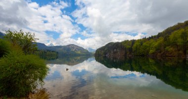 Popüler Alpsee Gölü 'nün güzel panoramik manzarası korunan bir orman manzarasıyla çevrilidir. Alpler arka planda, Almanya' nın Bavyera eyaletinin Ostallgu ilçesinde mavi bir gökyüzünün altında..