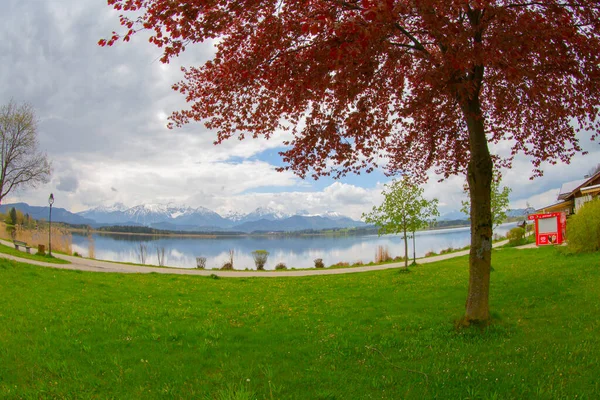 Blick Auf Den Hopfensee Mit Den Tannheimer Bergen Hintergrund Allgäu — Stockfoto