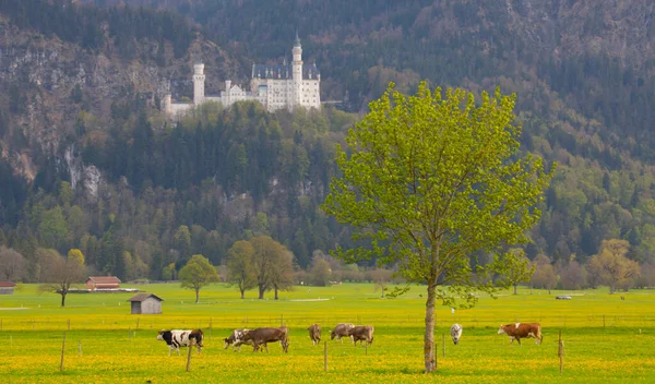Neuschwanstein Castle Fussen Bavaria Germany — Stock Photo, Image