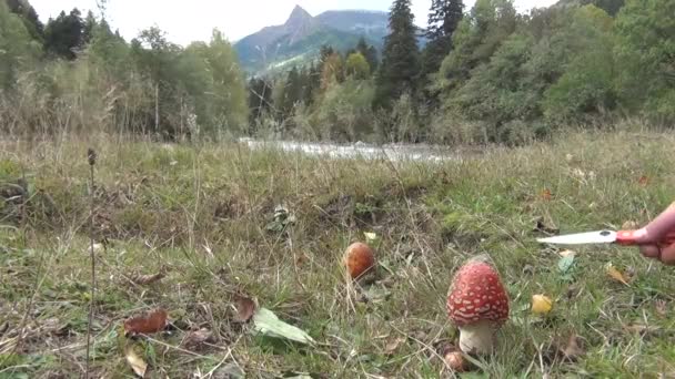 Zbieracz grzybów tnie czerwoną muchę agaric ostrym nożem na zielonej polanie — Wideo stockowe