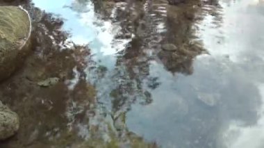 Su yüzeyinin arka planı bir orman nehri ya da gölde. Sakinleştirici Arka plan. Ağacın yansıması ve sudaki gökyüzü. Şeffaf nehir akışı. Işığın berrak sudaki yansıması.