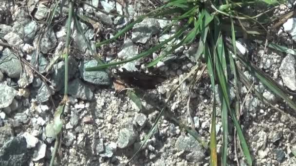 Una mariposa monarca aletea sus alas sobre un fondo de piedras grises y hierba — Vídeos de Stock