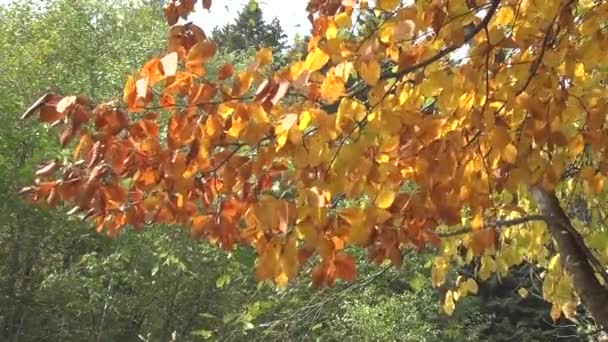 Video von festen Aufnahmen gelber Herbstblätter. Das von der Wasseroberfläche reflektierte Licht erhellt die Herbstblätter. — Stockvideo