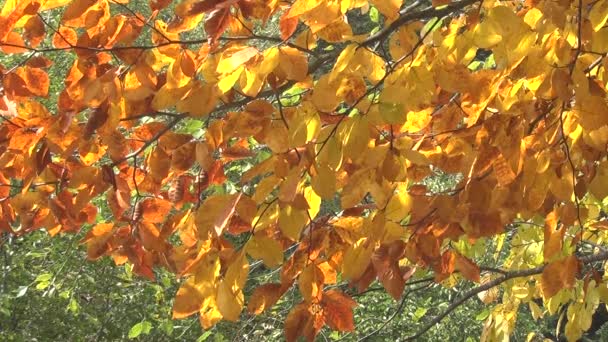 Vidéo de prise de vue fixe de feuilles d'automne jaunes. La lumière réfléchie sur la surface de l'eau illumine les feuilles d'automne. — Video