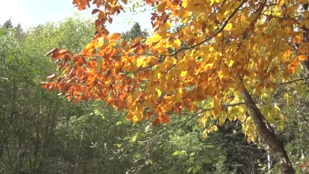 노란 단풍의 고정 된 샷의 비디오. 수면에 반사된 빛 은가 을 잎에 빛을 비춘다. — 비디오