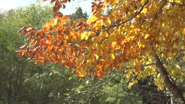 Video av närmandet av gula höstboklöv. Det ljus som reflekteras från vattenytan lyser upp höstlöven. Vinden rör om i bladen — Stockvideo
