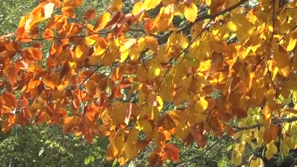 Βίντεο από σταθερά κίτρινα φθινοπωρινά φύλλα. Το φως που αντανακλάται στην επιφάνεια του νερού φωτίζει τα φθινοπωρινά φύλλα. — Αρχείο Βίντεο