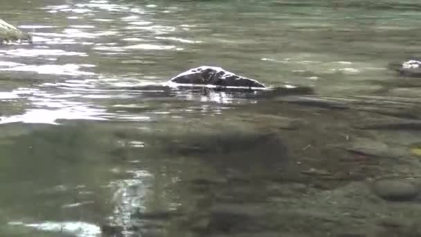 En mycket vacker bergslandskapsscen med en strömmande flod, ljusa reflektioner av solen på ytan av vattnet, stänk på en solig sommardag. Skjutning i en lägre vinkel. — Stockvideo