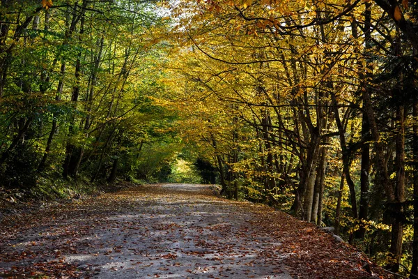 Sonbahar yapraklarıyla kaplı bir toprak yol. Renkli yapraklarla kaplı ağaçların taçları yol üzerinde bir kasa oluşturur.