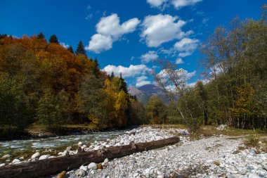 Dağ nehri renkli sonbahar ormanlarıyla çevrili. Açık bir sonbahar gününde mavi gökyüzü. Rusya, Kafkasya, Karachay-Çerkesya, Damkhurts Nehri