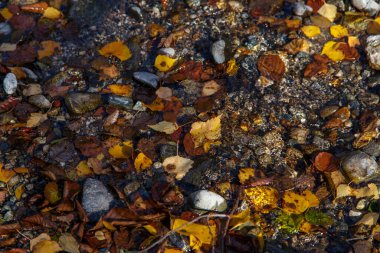 Huş yaprağı suda, süzülen sonbahar huş yaprağı. Nehirde renkli yapraklar. Güneşli bir sonbahar günü. Seçici odak.
