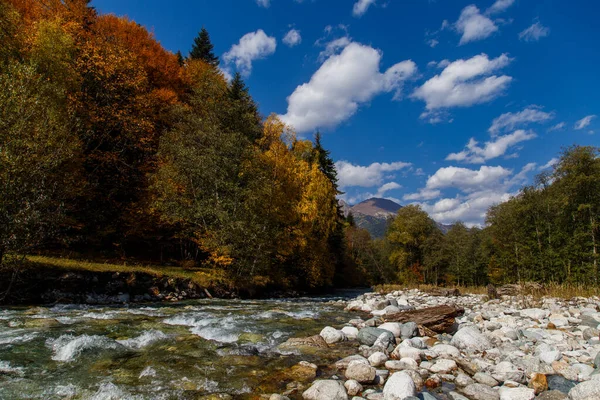 Dağ nehri renkli sonbahar ormanlarıyla çevrili. Açık bir sonbahar gününde mavi gökyüzü. Rusya, Kafkasya, Karachay-Çerkesya, Damkhurts Nehri