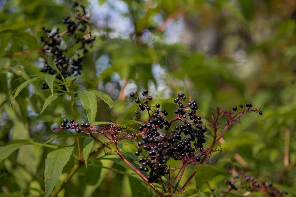Black elderberry. Close-up of ripe elderberry berries on branches against a background of green leaves. Autumn forest berry. Blurred background
