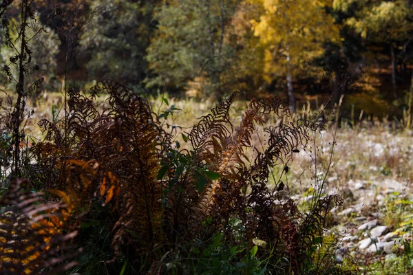Folhas Samambaia Secas Natureza Samambaia Floresta Murcha Outubro Cáucaso Rússia — Fotografia de Stock