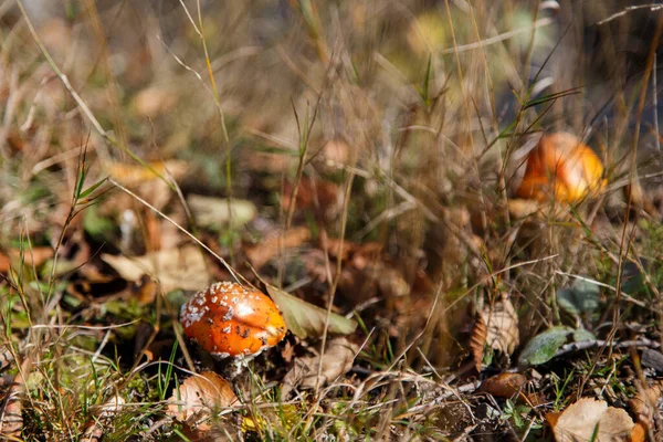 Amanita muscaria, yaygın olarak sinek agariği ya da sinek amanita olarak bilinen yerden yükseliyor. Yeni yetişmiş mantarlar.