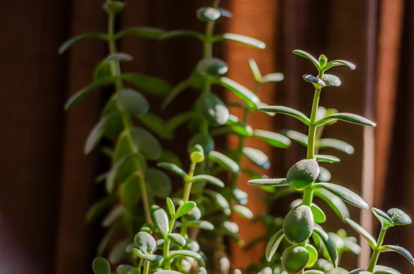 Eigener Blumentopf — Stockfoto