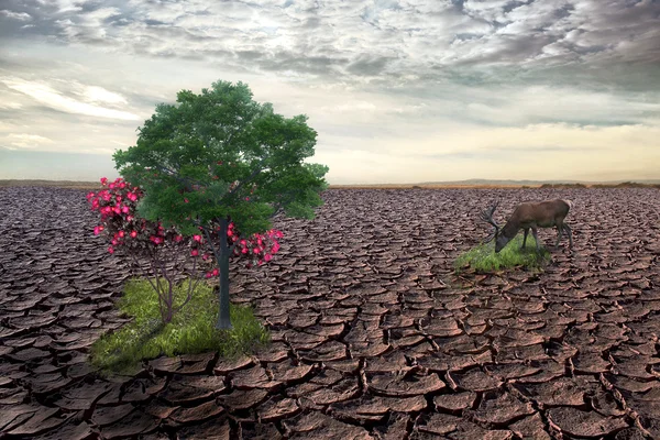 Collage de la naturaleza —  Fotos de Stock