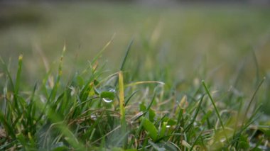 Çimlerin üzerindeki çiy tanesi