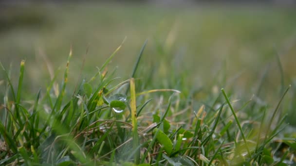 rosée sur l'herbe