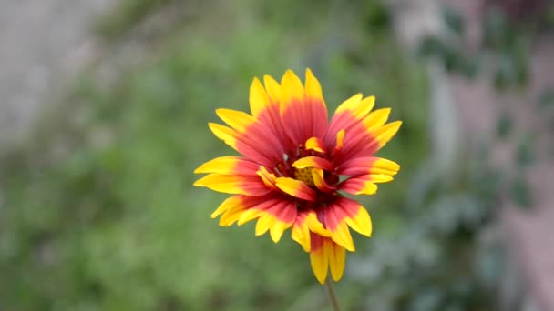 Flor — Vídeos de Stock