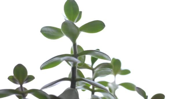 Pot
