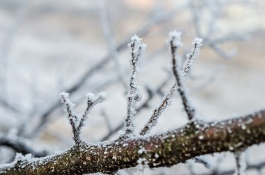 Hoarfrost ağaç dalları üzerinde