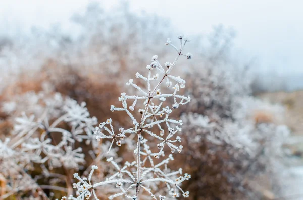 Gräset täckt med frost — Stockfoto