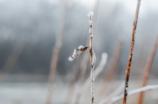 Hoja en la nieve —  Fotos de Stock