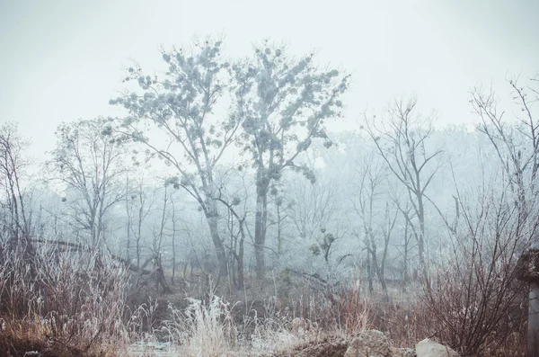 Paisaje invernal con un gran árbol — Foto de Stock