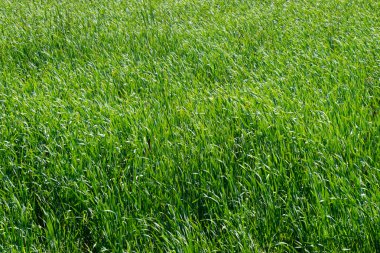 Yeşil Çimen Arkaplanı