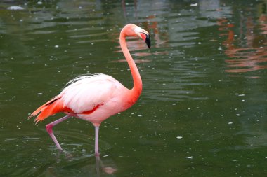 Kırmızı flamingo