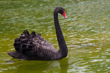 Siyah kuğu (Cygnus atratus))