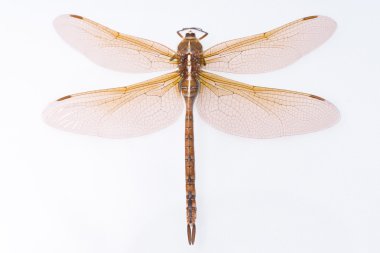 kahverengi yusufçuk