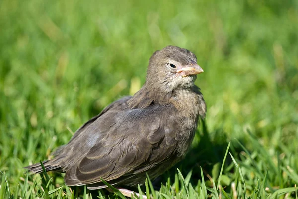 Vögel Nahaufnahme auf grünem Gras Hintergrund — Stockfoto