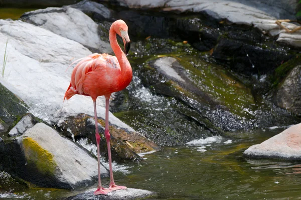 Kırmızı flamingo — Stok fotoğraf