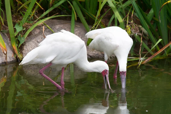 Afrikan lusikkalusikat (Platalea alba ) — kuvapankkivalokuva