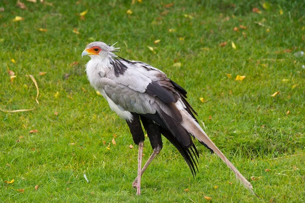 Secretaris vogels (Boogschutter Serpentarius) — Stockfoto