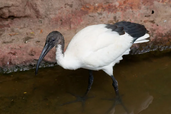 Ibis sagrados africanos — Foto de Stock