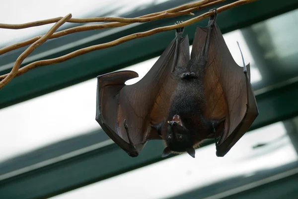 Giant Bat (Pteropus vampyrus) — Stock Photo, Image