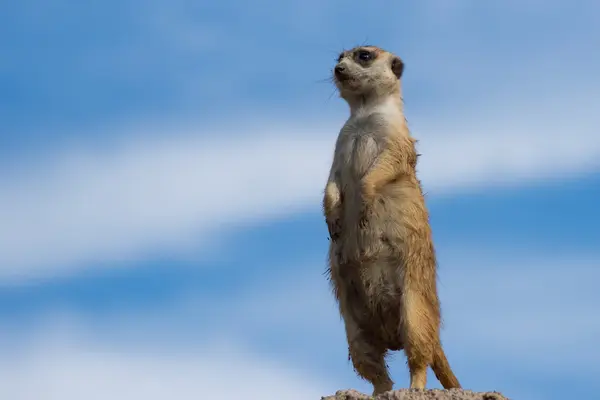 Meerkat (Suricata suricatta) — Stock Photo, Image