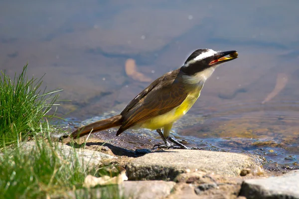 Büyük Kiskadee (pitangus sulphuratus)