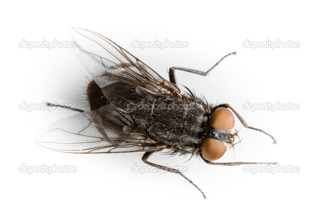 Fly isolated on white background