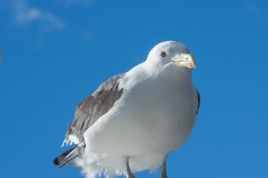 yakın çekim martı