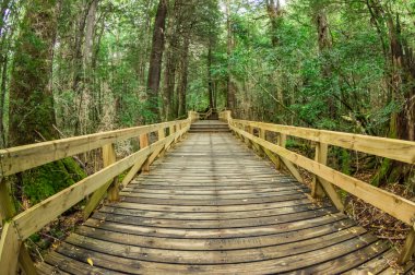 Ormandaki tahta patika.