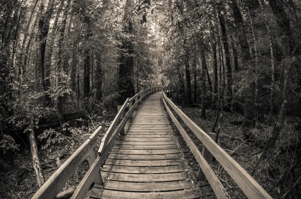 Sentiero in legno nella foresta Fotografia Stock