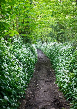 Ormanın içinden yol