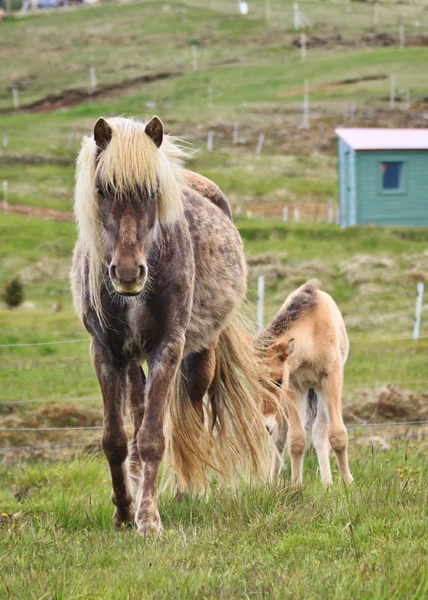 Icelandic Horse and Foal — стокове фото